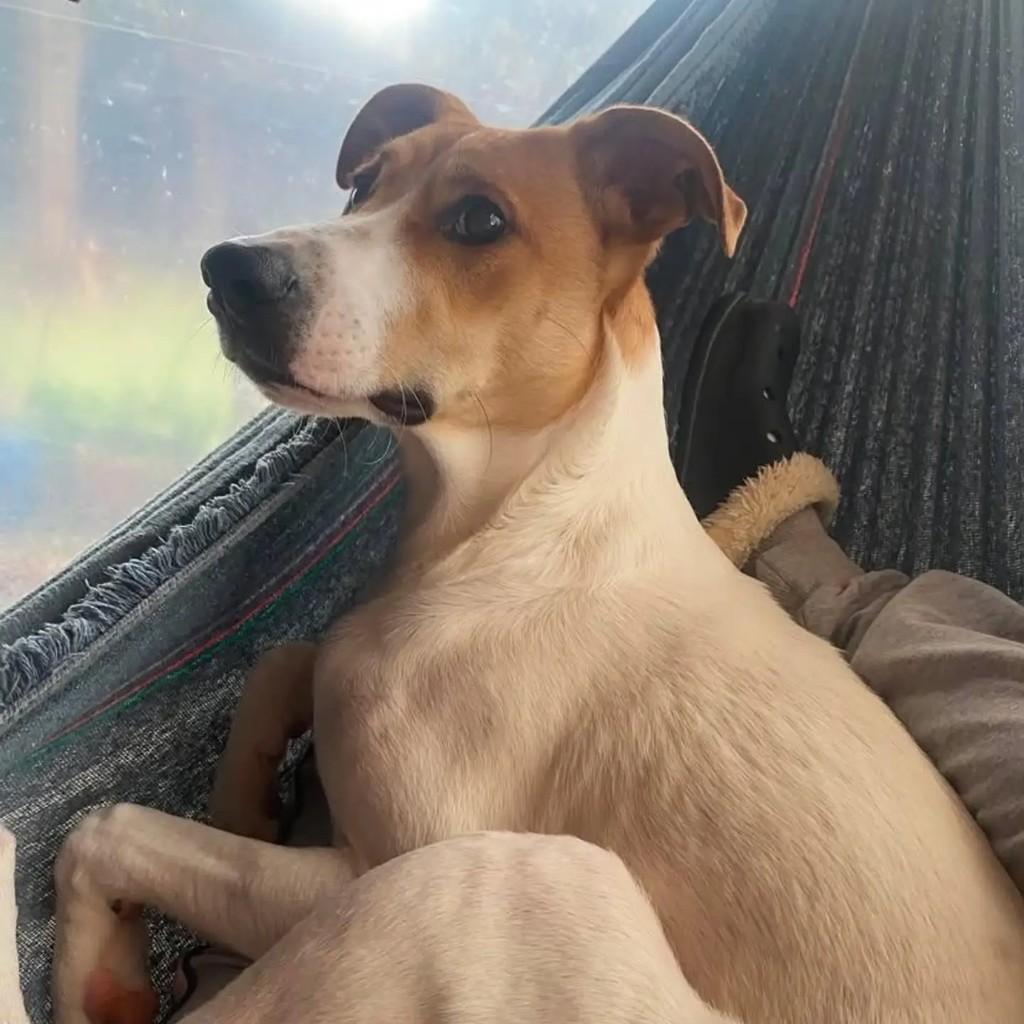 Theo, cachorro de porte grande para adoção em Encantado - RS