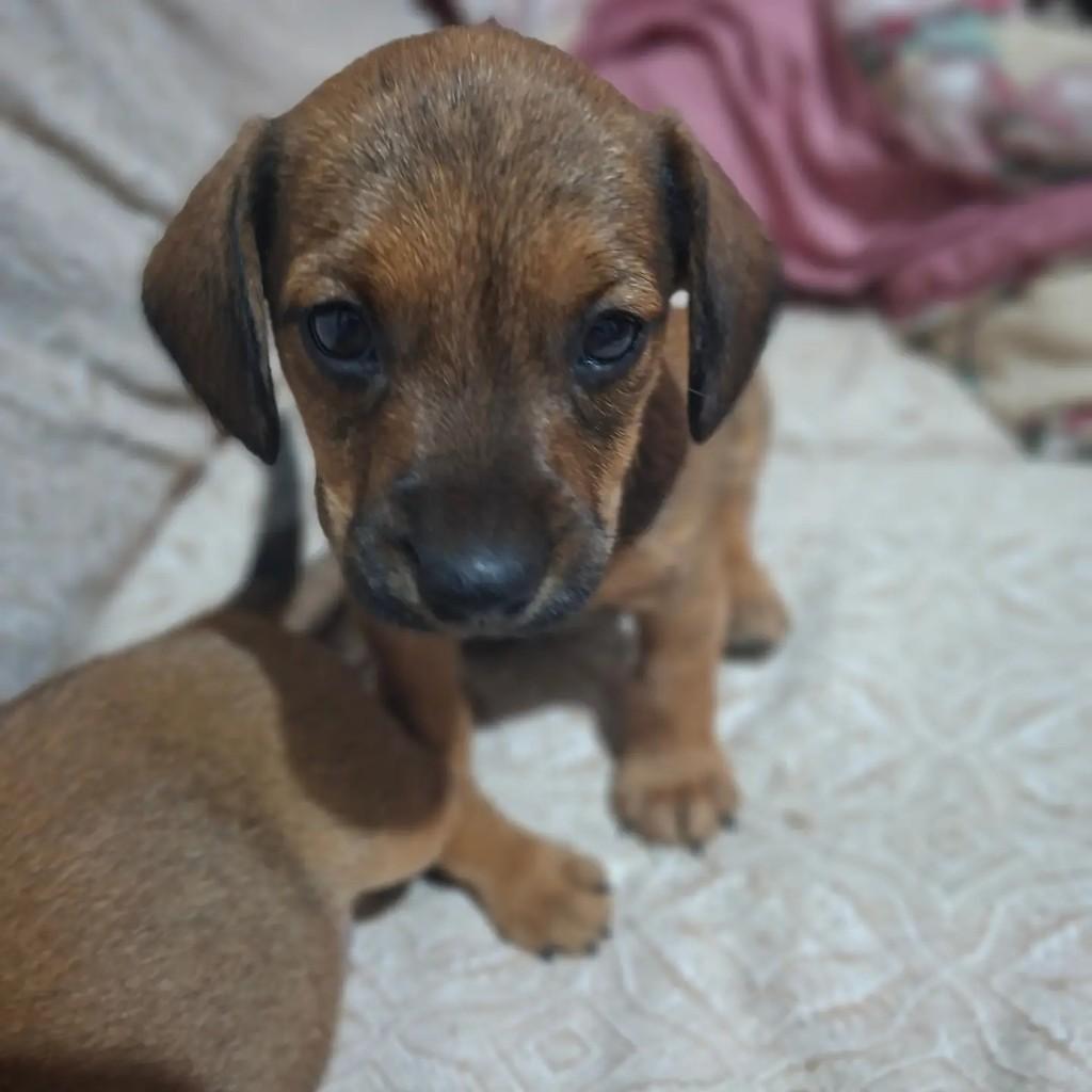 Bento, cachorro de porte pequeno para adoção em Encantado - RS