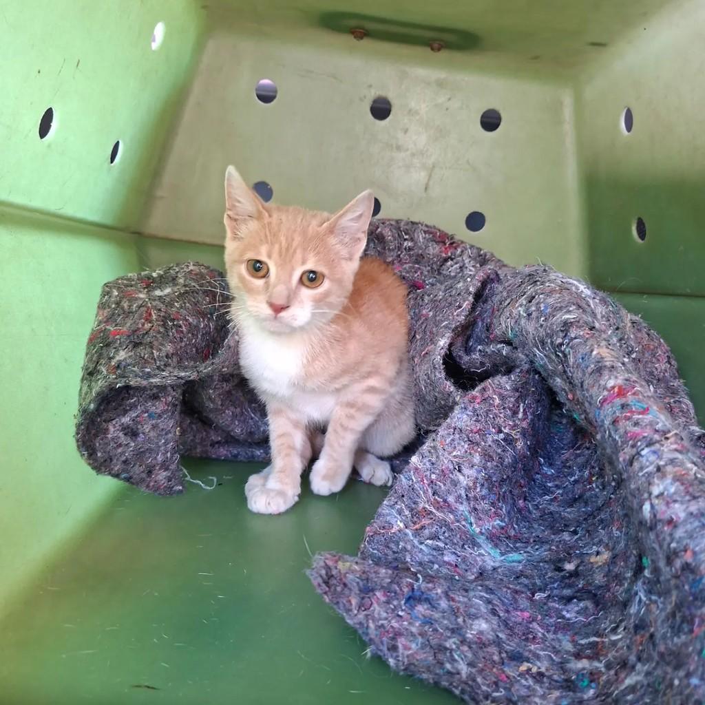 Anjinho, gato de porte pequeno para adoção em Encantado - RS