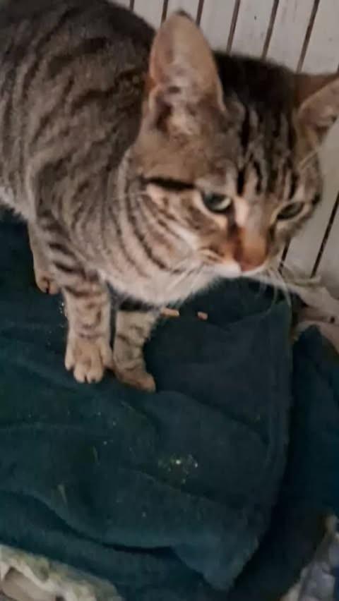 Nala, gata de porte pequeno para adoção em Encantado - RS