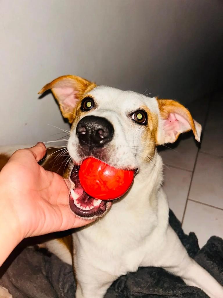 Amora, cadela de porte pequeno para adoção em Encantado - RS