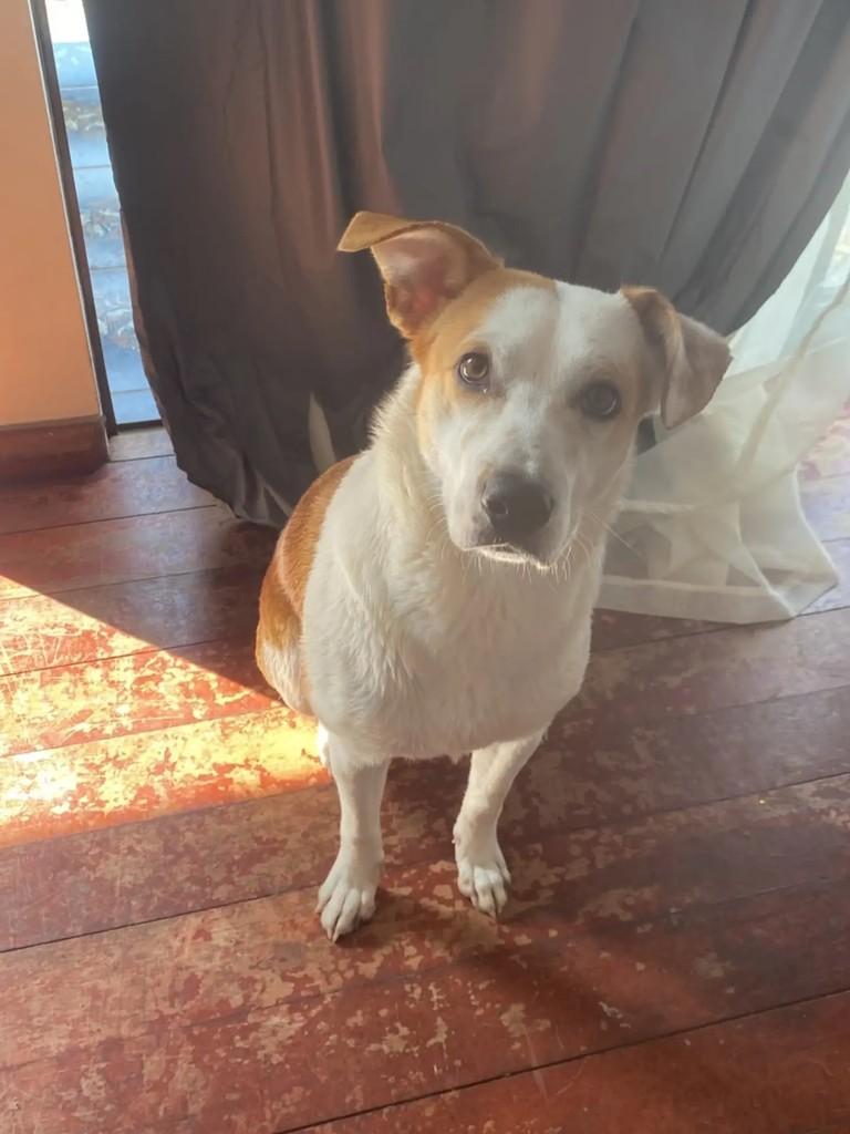 Amora, cadela de porte pequeno para adoção em Encantado - RS — foto 2 de 2