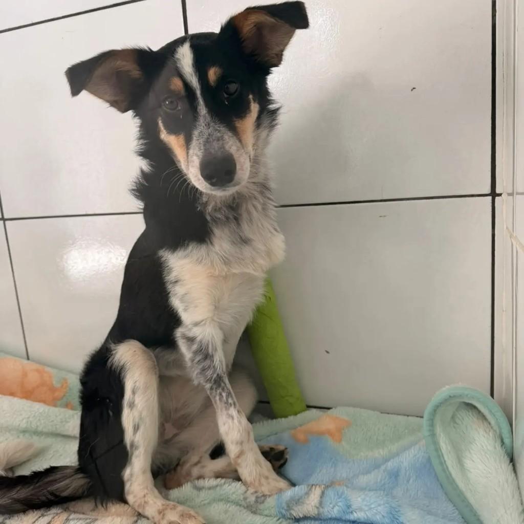 Mimosa, cadela de porte pequeno para adoção em Encantado - RS