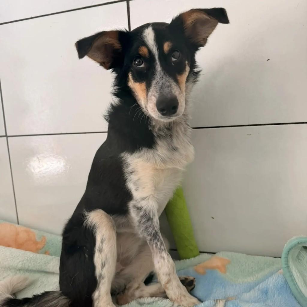 Mimosa, cadela de porte pequeno para adoção em Encantado - RS — foto 2 de 2
