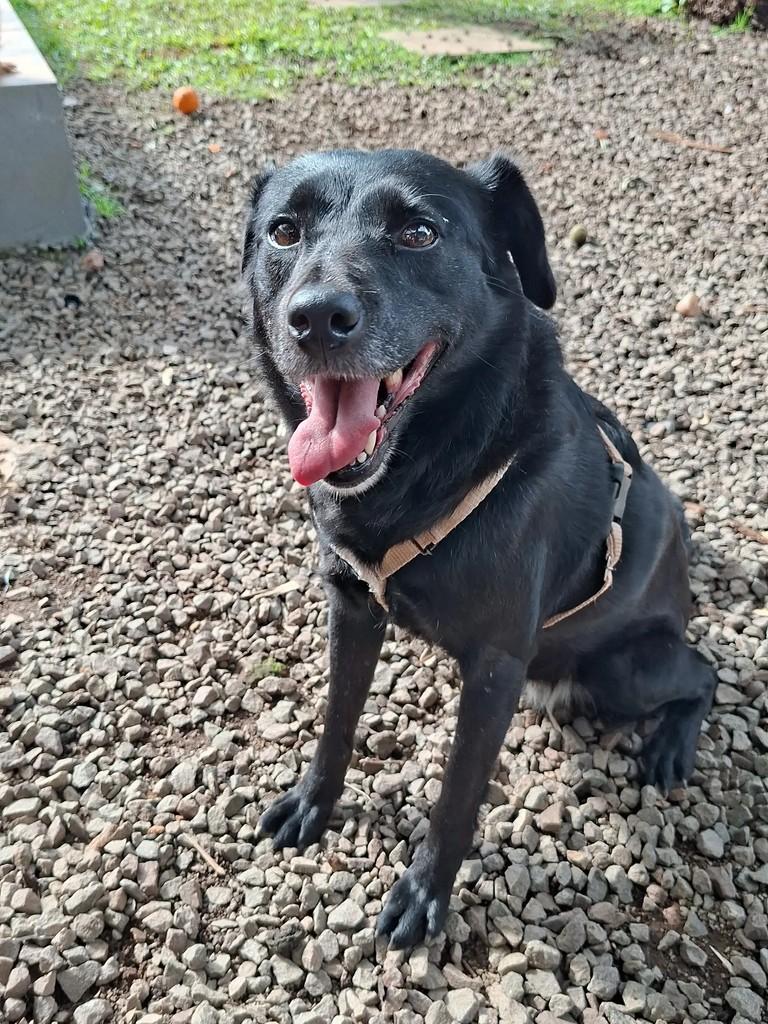 Nutella, cadela de porte médio para adoção em Encantado - RS