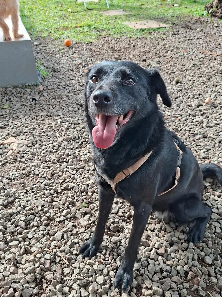 Nutella, cadela de porte médio para adoção em Encantado - RS — foto 2 de 7