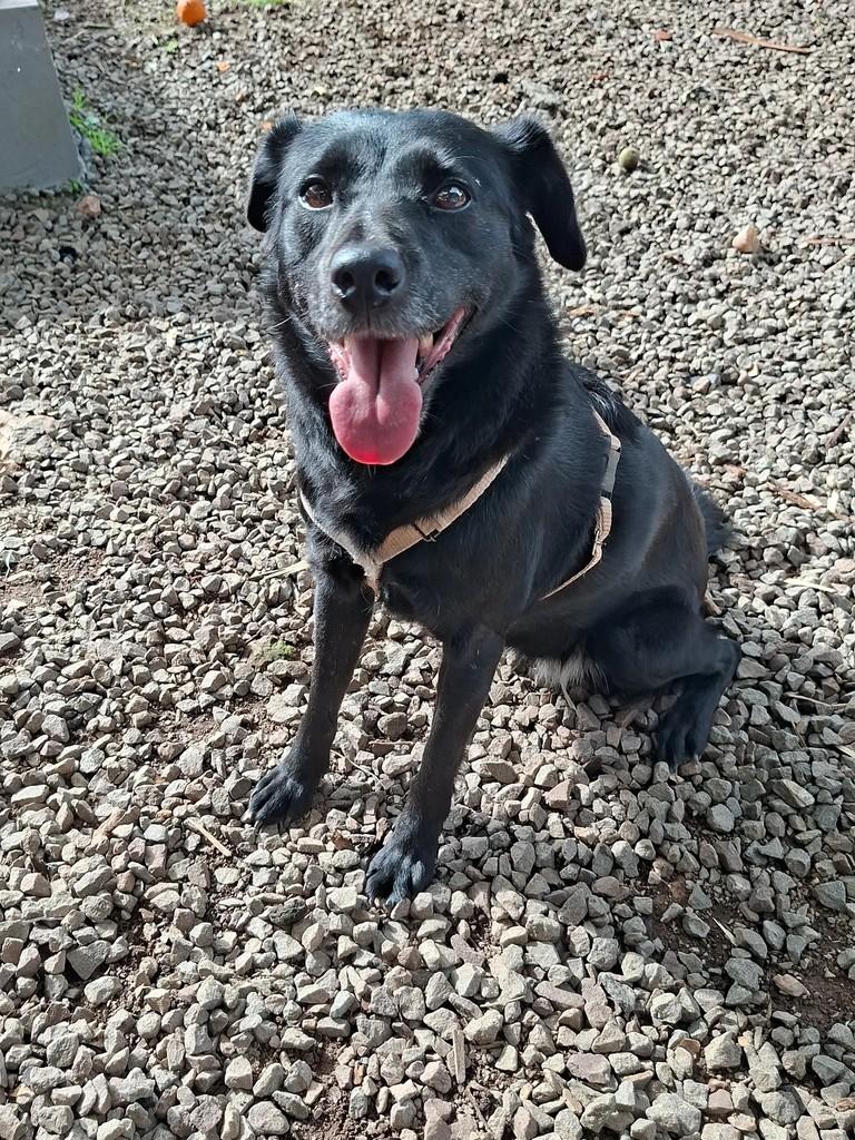 Nutella, cadela de porte médio para adoção em Encantado - RS — foto 3 de 7