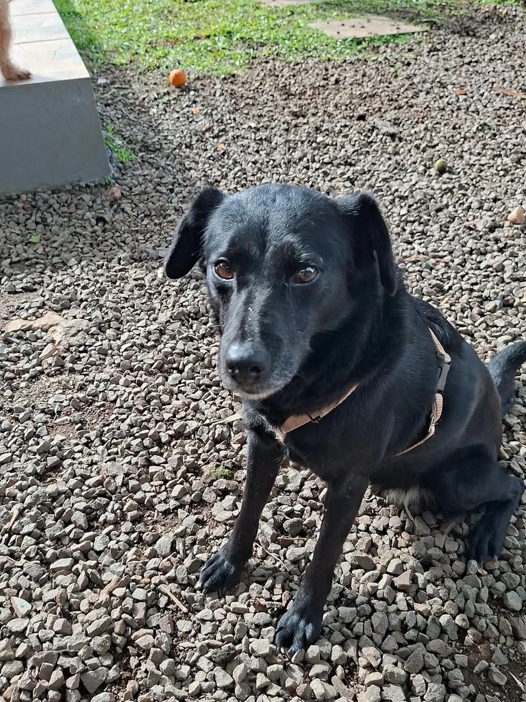 Nutella, cadela de porte médio para adoção em Encantado - RS — foto 4 de 7