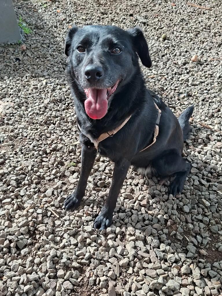 Nutella, cadela de porte médio para adoção em Encantado - RS — foto 5 de 7