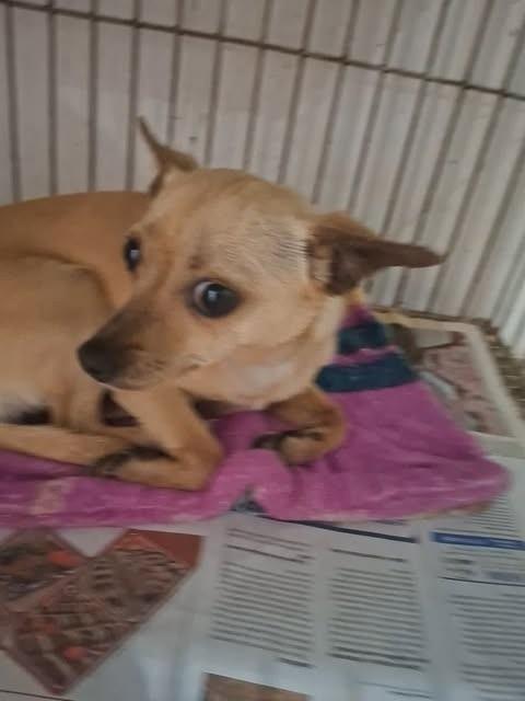 Pipoca, cadela de porte médio para adoção em Encantado - RS