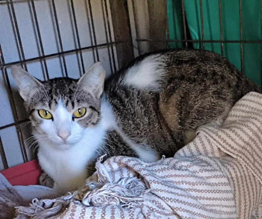 Marrie, gata para adoção em Vila Velha - ES