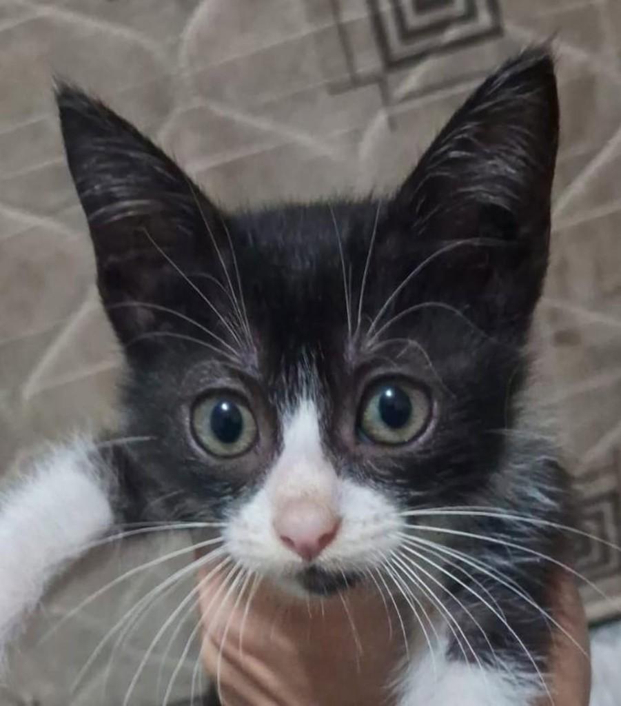 Huguinho, gato para adoção em Vila Velha - ES