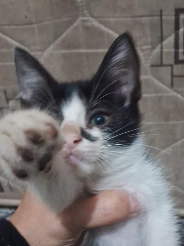 Lili, gata de porte pequeno para adoção em Vila Velha - ES