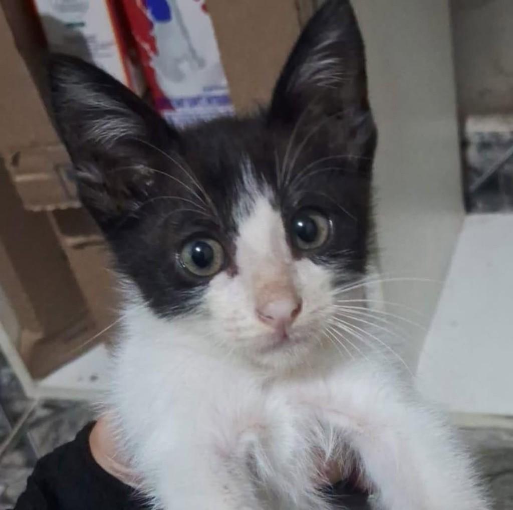 Kiki, gata para adoção em Vila Velha - ES