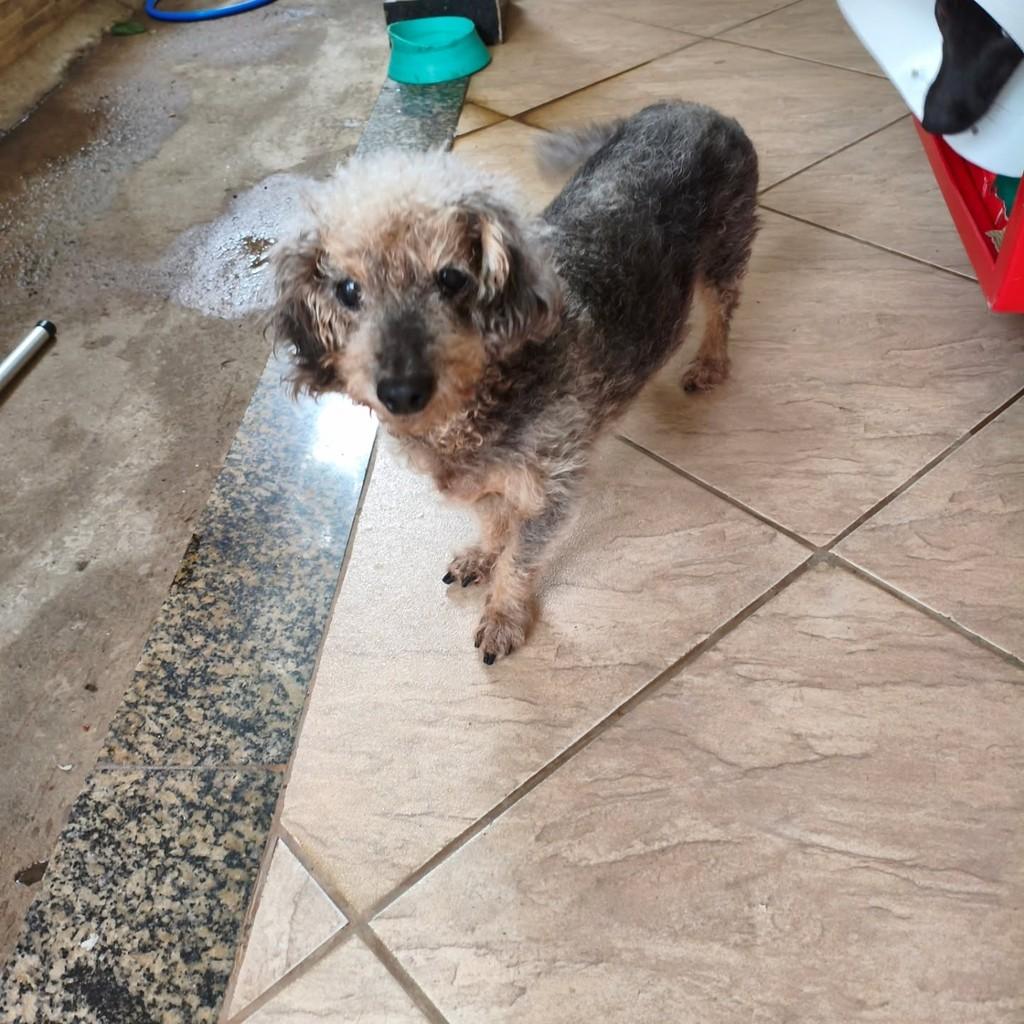 Mimi, cadela de porte pequeno para adoção em Vila Velha - ES
