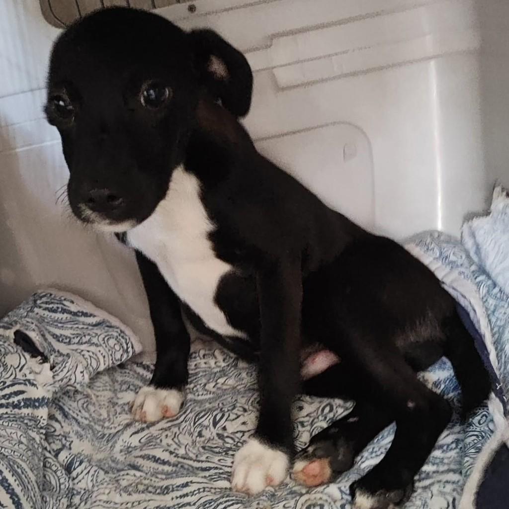 Renan, cachorro de porte médio para adoção em Vila Velha - ES