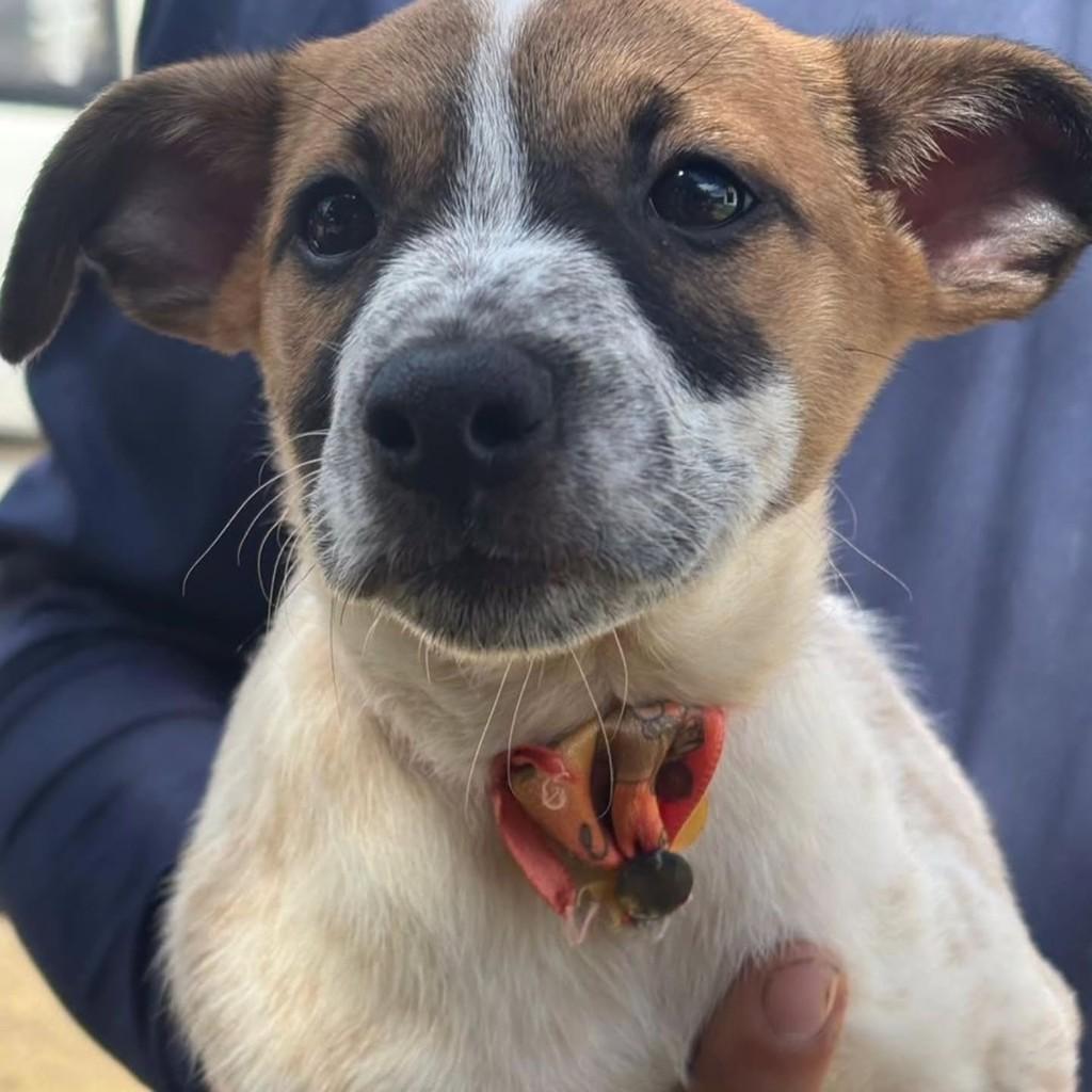 Martini, cachorro de porte médio para adoção em Vila Velha - ES