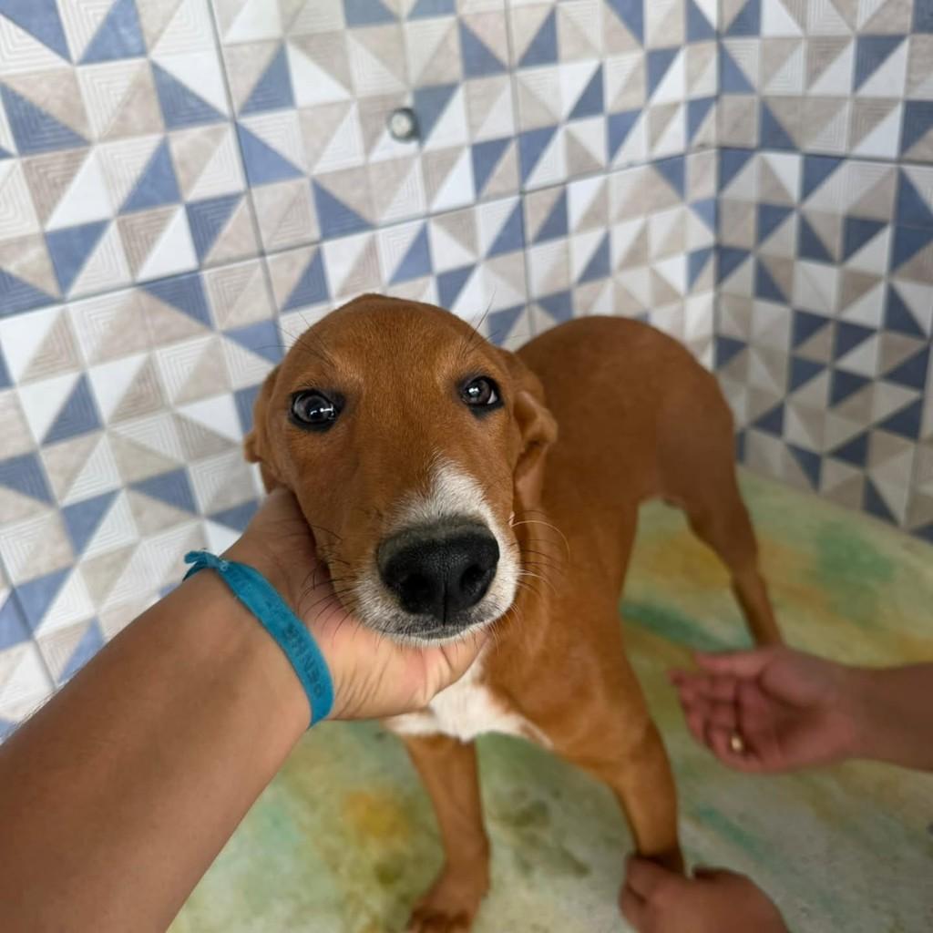 Lala, cadela de porte médio para adoção em Vila Velha - ES