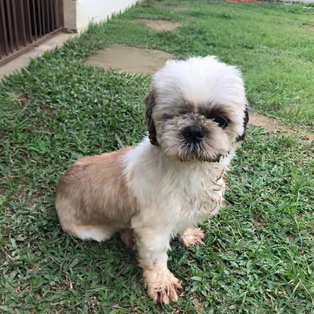 Theo, cachorro de porte pequeno para adoção em Vila Velha - ES