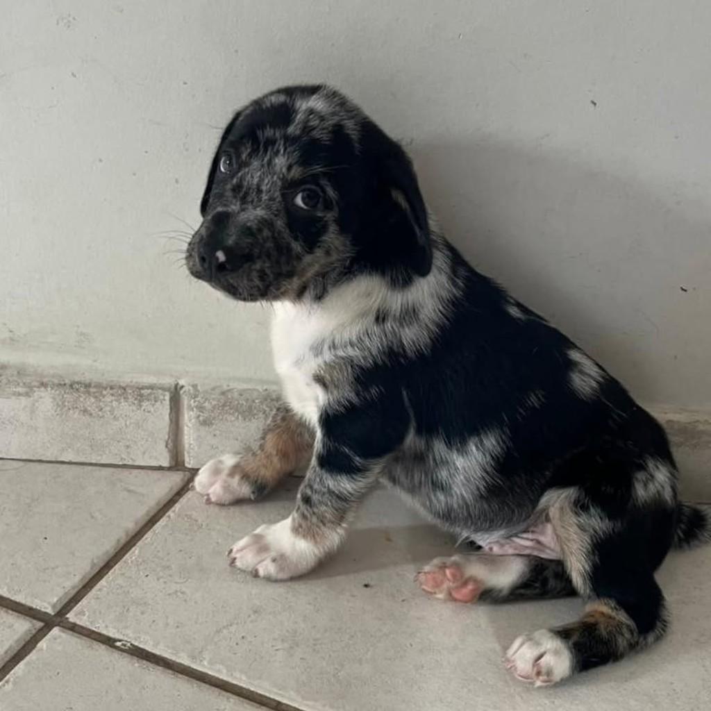 Baldur Malhadinho, cachorro de porte médio para adoção em Vila Velha - ES