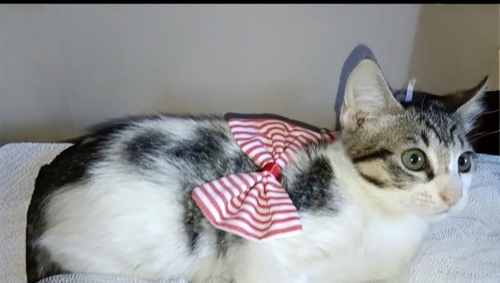 Manu, gata de porte médio para adoção em Vila Velha - ES