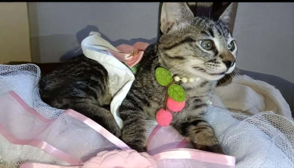 Manuzinha, gata de porte médio para adoção em Vila Velha - ES