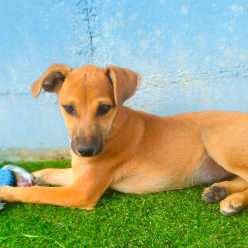 Mel, cadela de porte médio para adoção em Vila Velha - ES