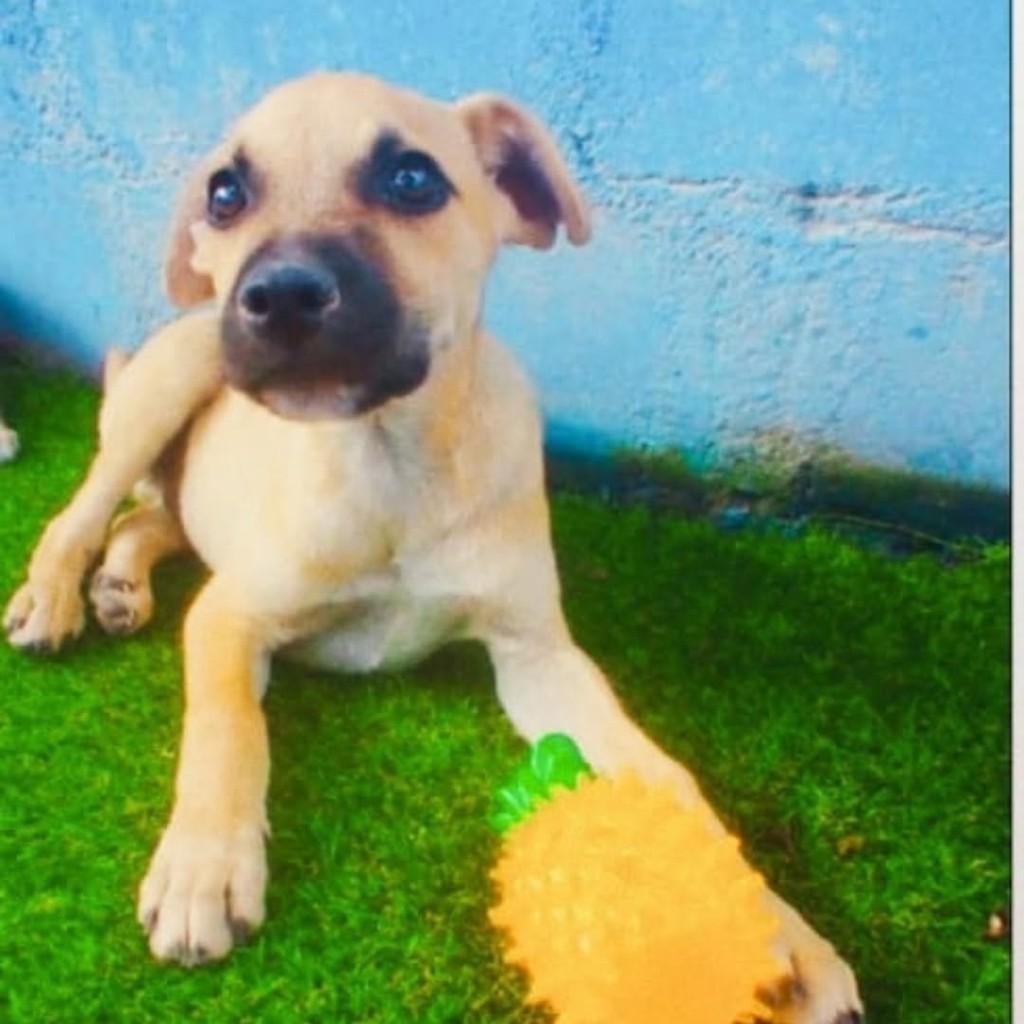 Bento, cachorro de porte médio para adoção em Vila Velha - ES