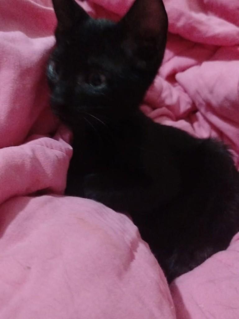 Shoyu, gato de porte médio para adoção em Vila Velha - ES