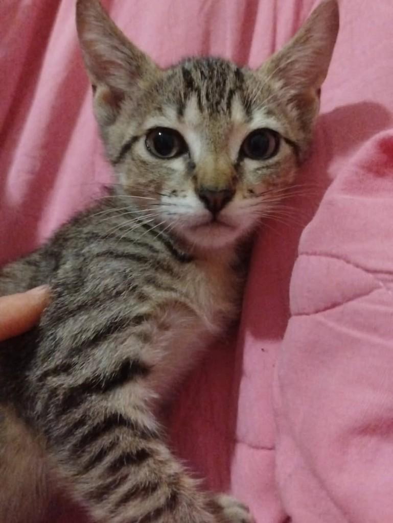Wasabi, gato de porte médio para adoção em Vila Velha - ES
