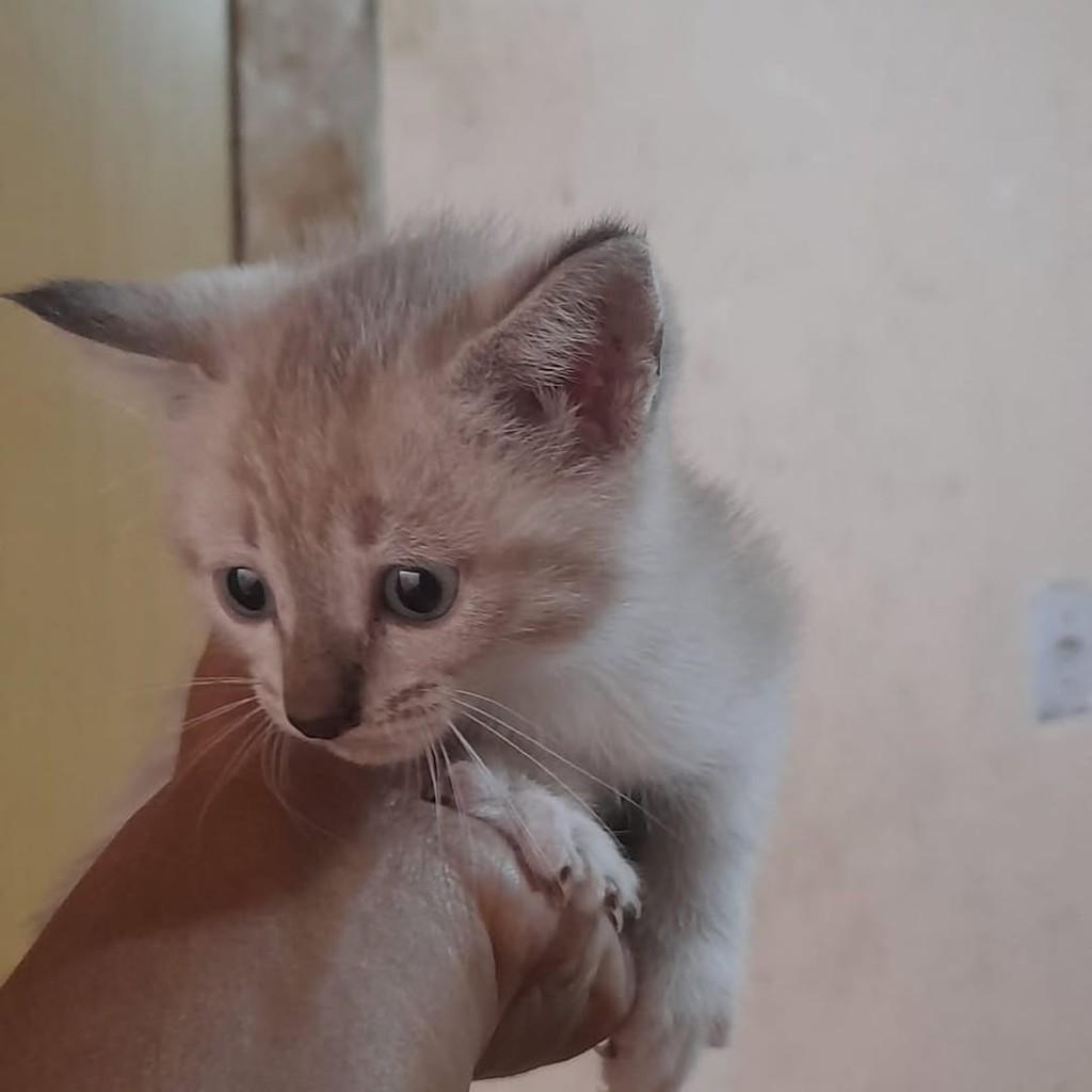 Branco, Cinza, gato de porte médio para adoção em Vila Velha - ES