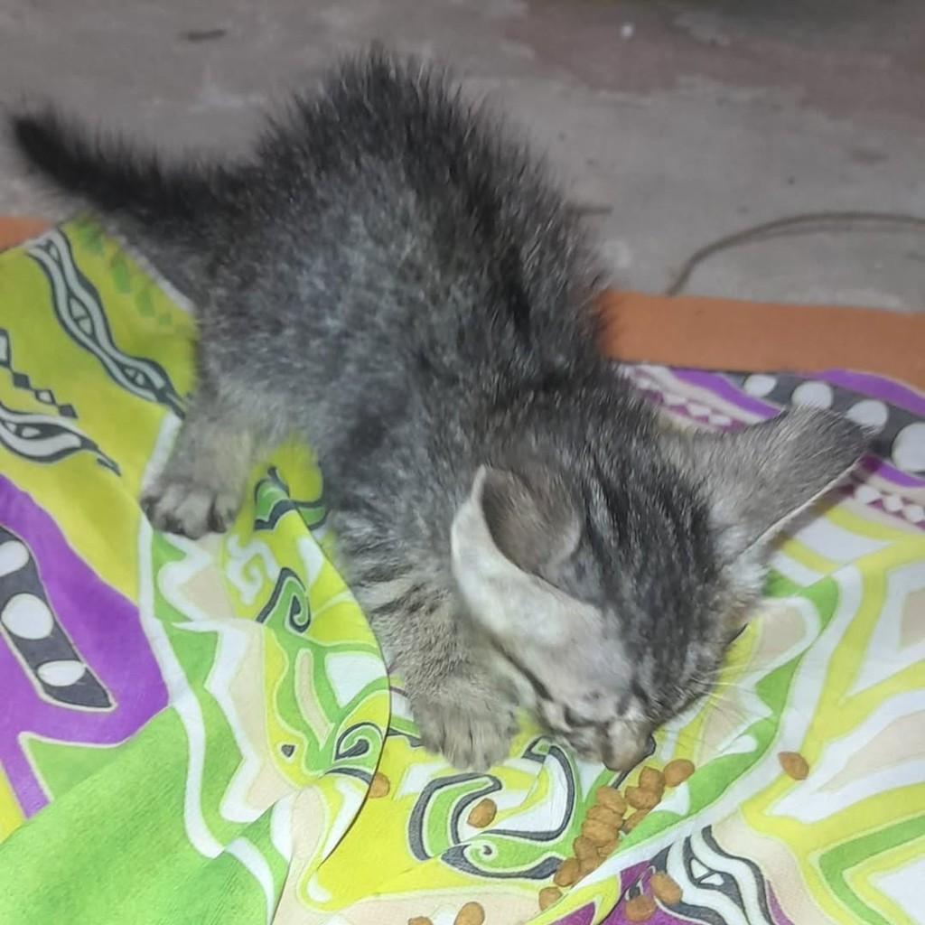 Cinza, gato de porte médio para adoção em Vila Velha - ES