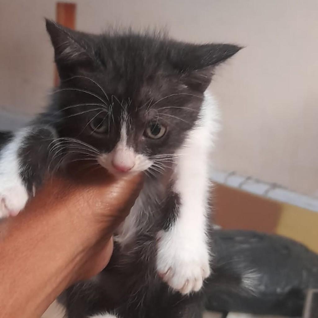 Franja, gato de porte médio para adoção em Vila Velha - ES