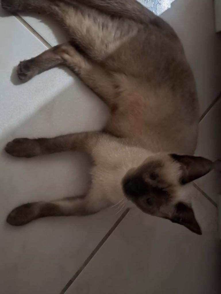 Mary, gata de porte médio para adoção em Vila Velha - ES
