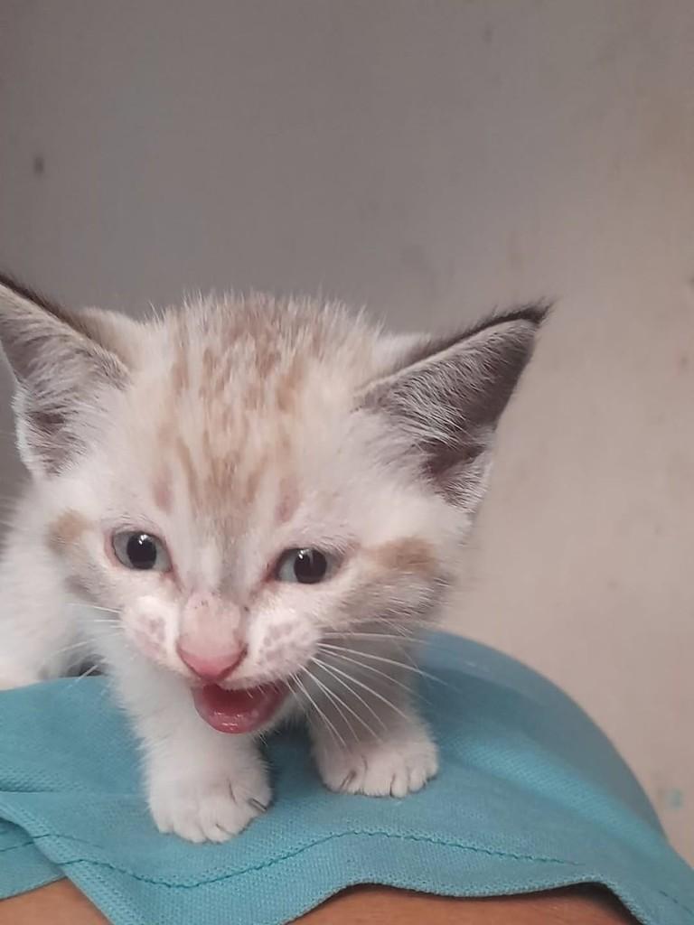 Musk, gato de porte médio para adoção em Vila Velha - ES