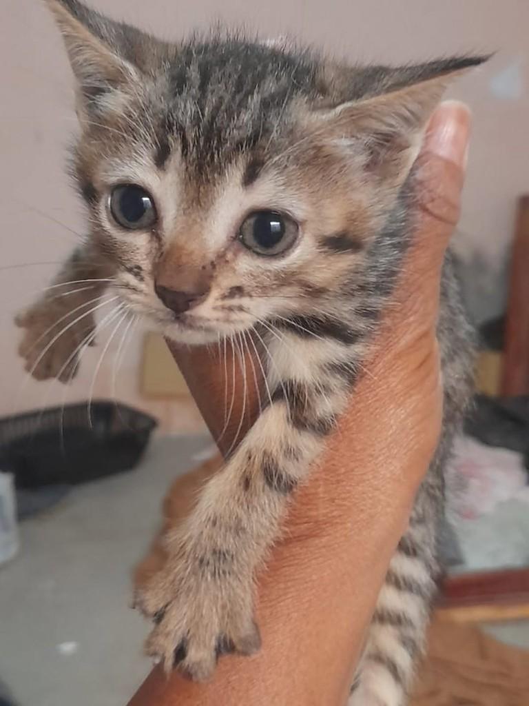 Rajá, gato de porte médio para adoção em Vila Velha - ES