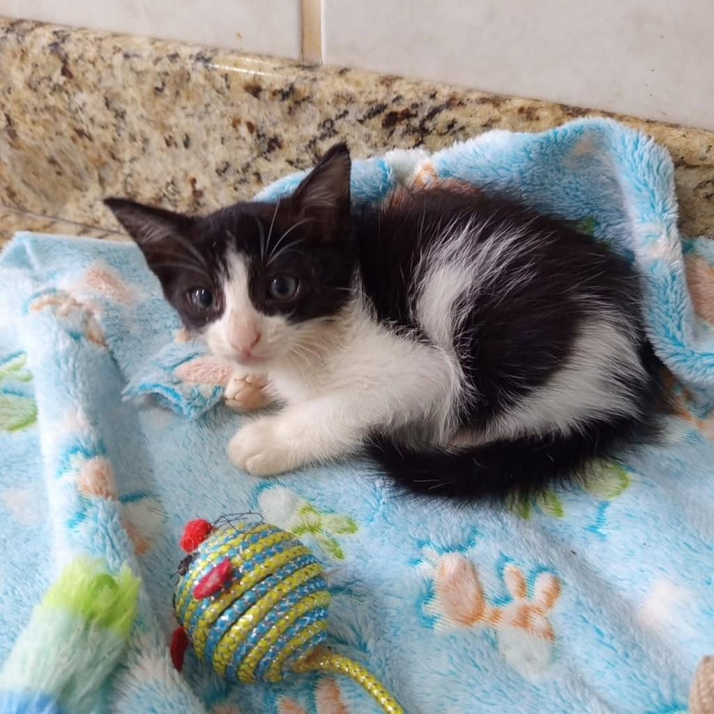 Leoncio, gato de porte médio para adoção em Vila Velha - ES