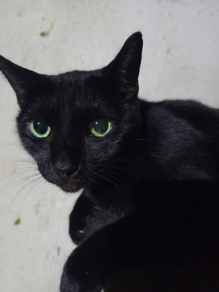 Bela, gata de porte médio para adoção em Vitória - ES