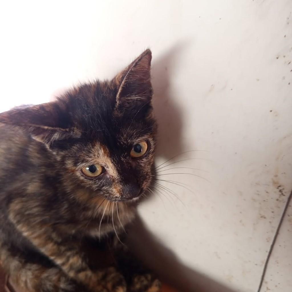 Olivia, gata de porte médio para adoção em Vila Velha - ES