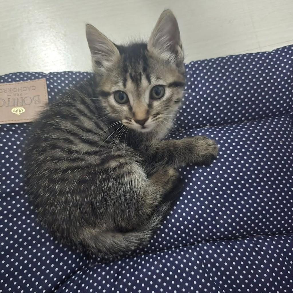 Cristal, gata de porte médio para adoção em Vila Velha - ES