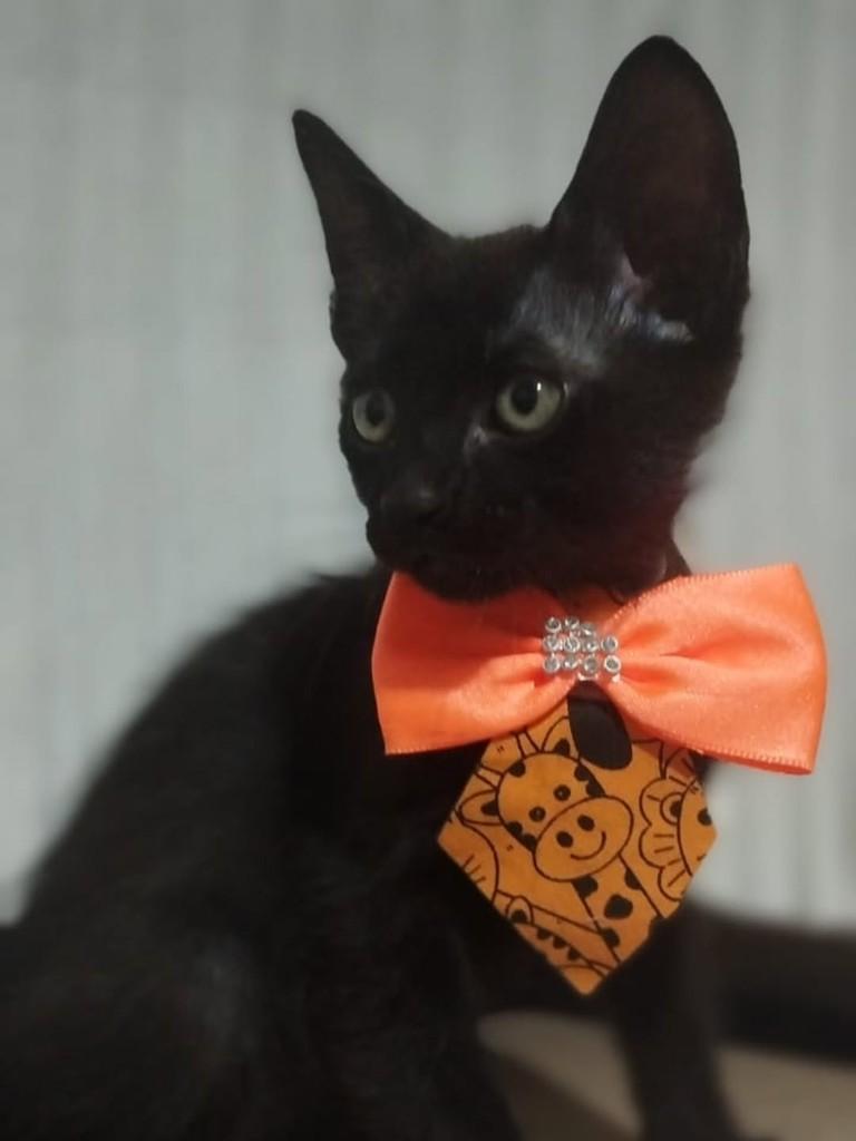 Obama, gato de porte médio para adoção em Vila Velha - ES