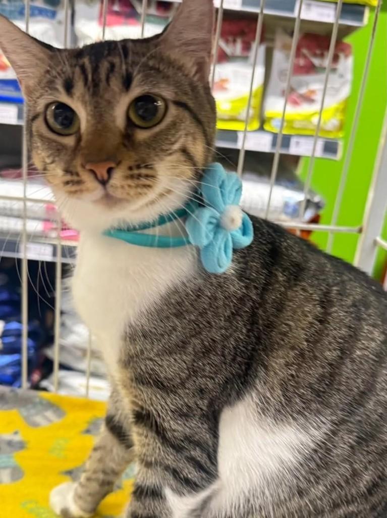 Tina, gata de porte médio para adoção em Vila Velha - ES