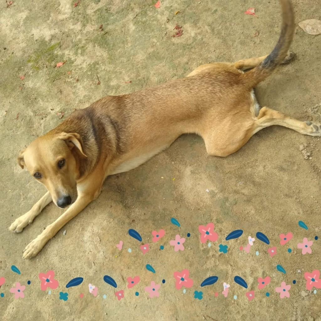 Clarinha, cachorro de porte médio para adoção em Vila Velha - ES