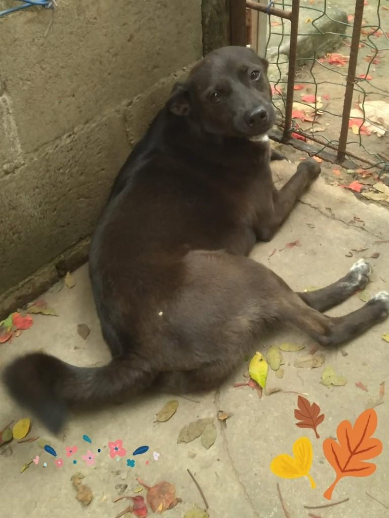 Lohan, cachorro de porte médio para adoção em Vila Velha - ES