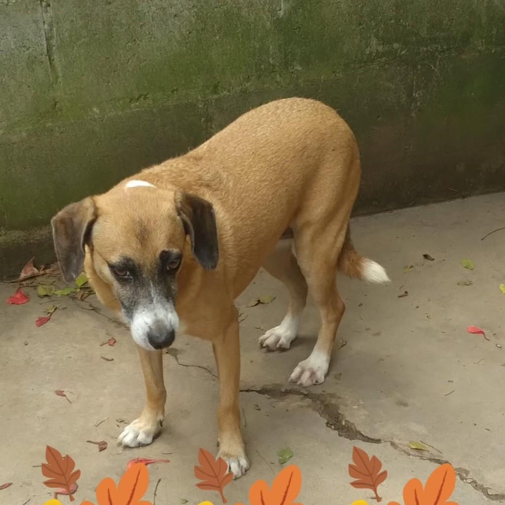 Luara, cadela de porte médio para adoção em Vila Velha - ES