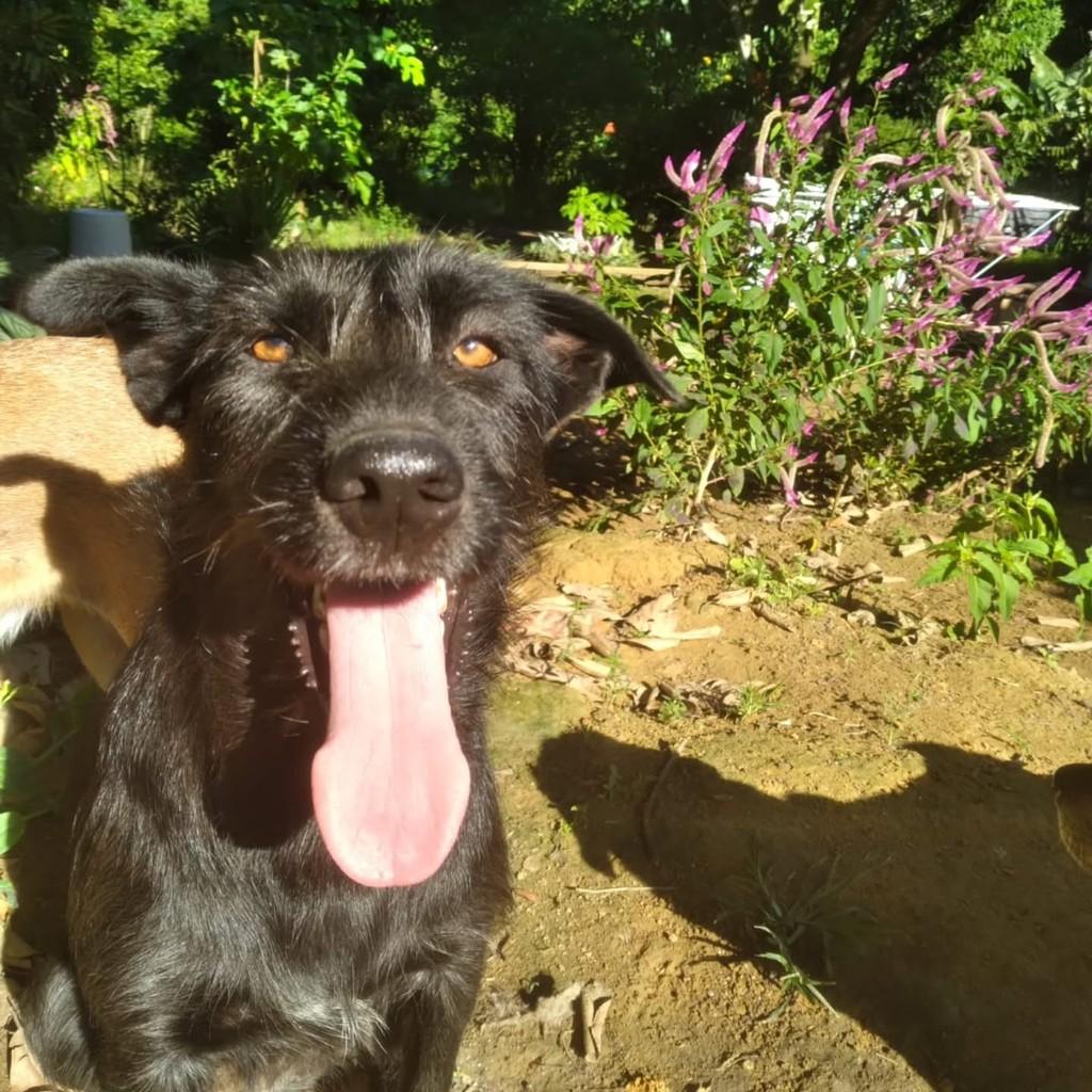 Luna, cadela de porte médio para adoção em Vila Velha - ES