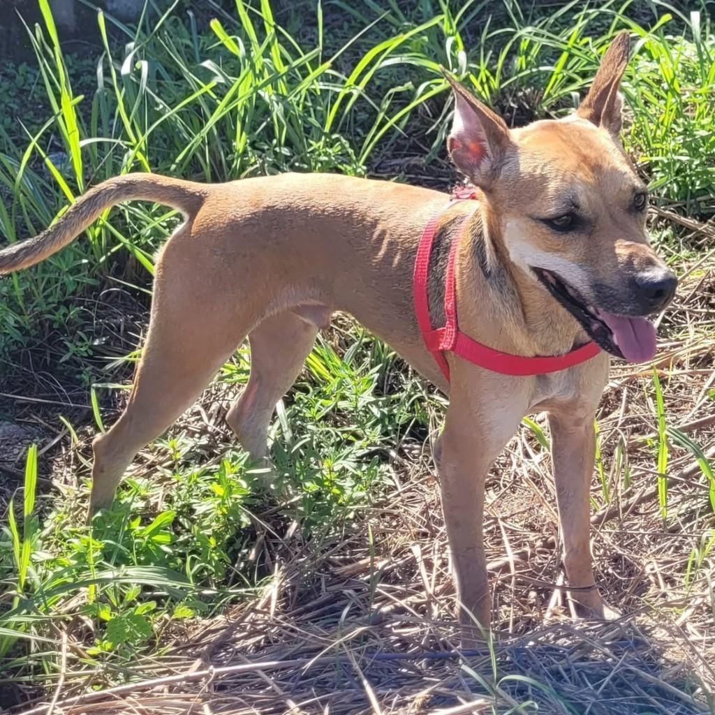 Dedê, cachorro de porte médio para adoção em Vila Velha - ES