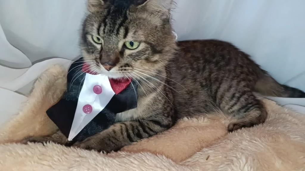 Chorão, gato de porte médio para adoção em Vila Velha - ES