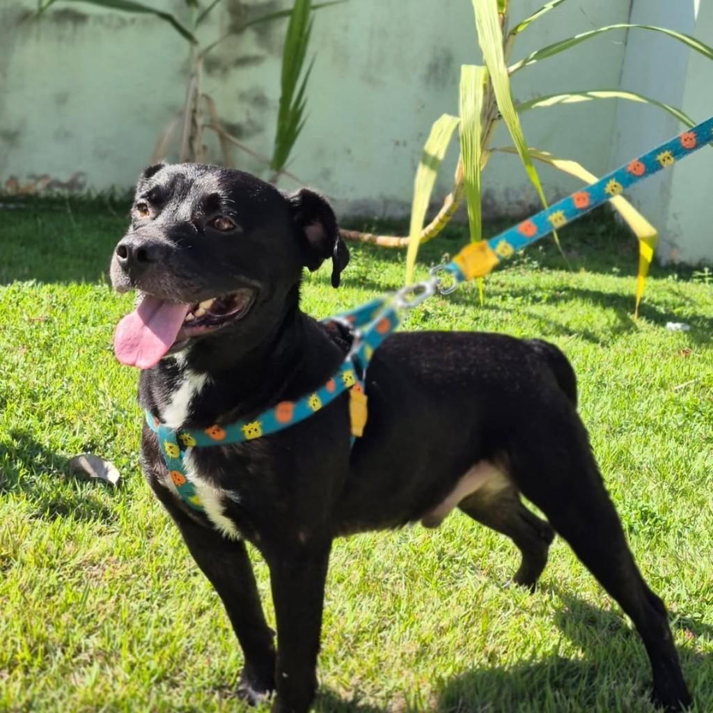 Onix, cachorro de porte médio para adoção em Vila Velha - ES