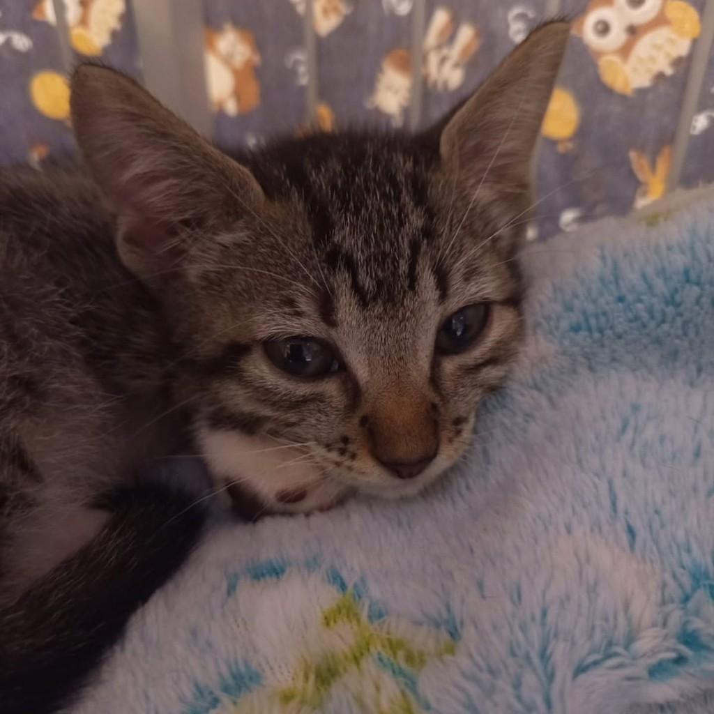 Any, gata de porte médio para adoção em Vila Velha - ES